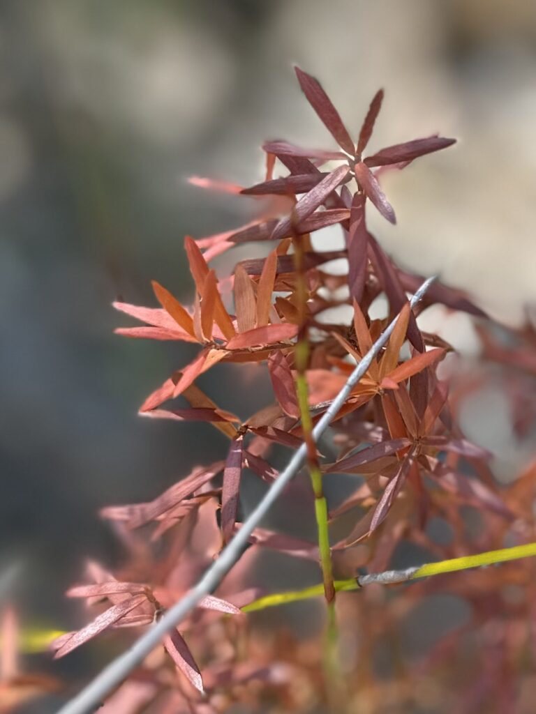 flowers flowers